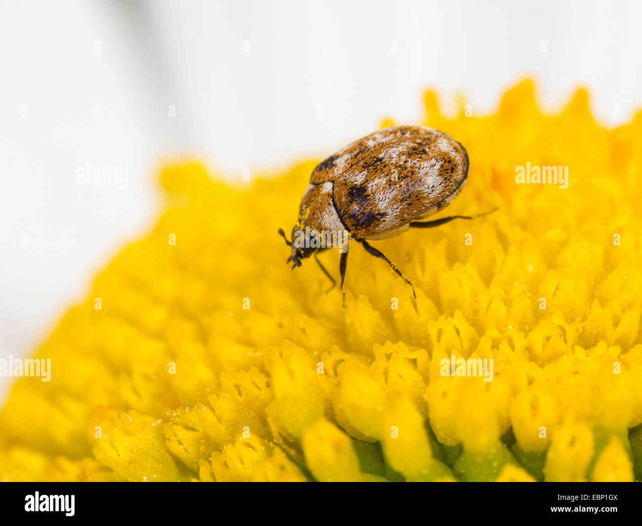 varied carpet beetle (Anthrenus verbasci), on the tubular flowers of a daisy, Germany Stock Photo