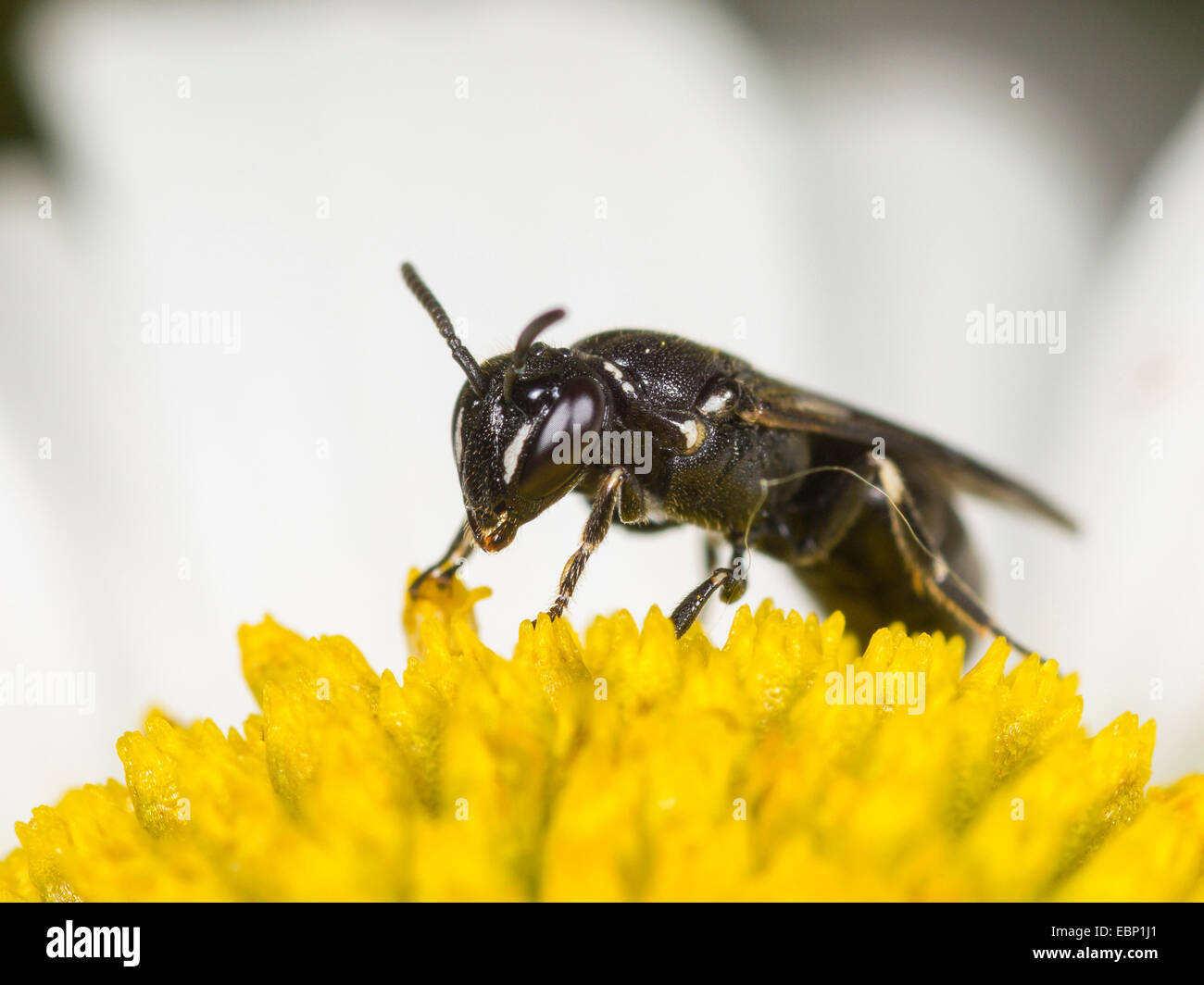 plasterer bee, polyester bee (Hylaeus nigritus), female on ox-eye daisy flower, Germany Stock Photo