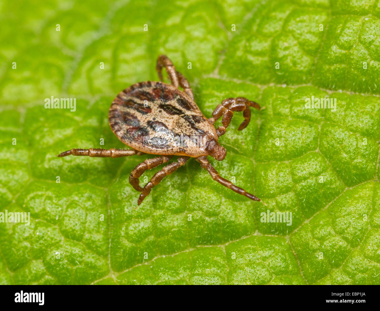 marsh tick (Dermacentor reticulatus), male sitting on a leaf, Germany Stock Photo