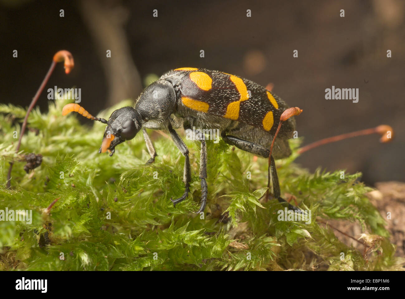 Blister beetle (Meloidae spec.,), on moss Stock Photo