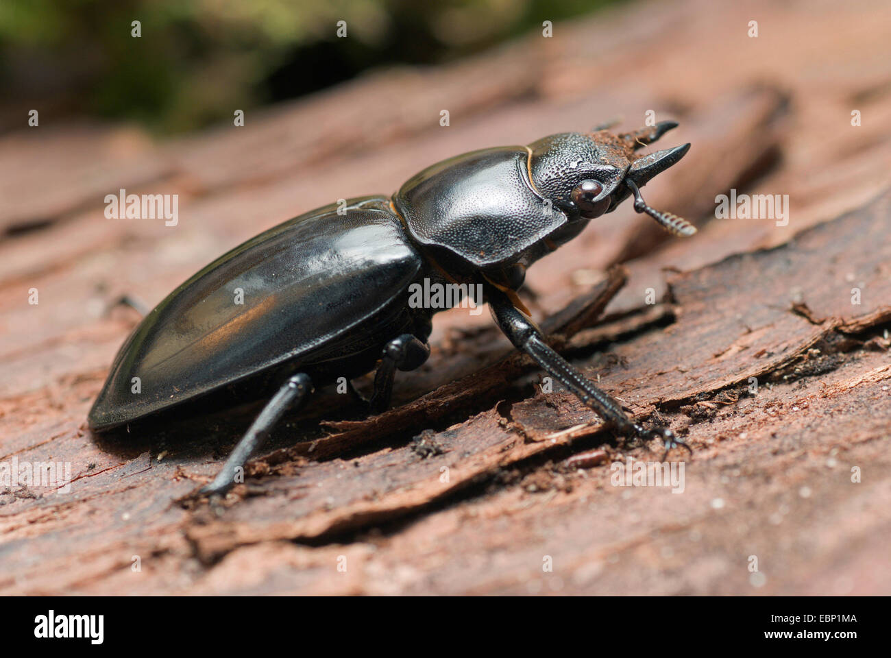 Stag Beetle (Hexathrius parryi), female Stock Photo
