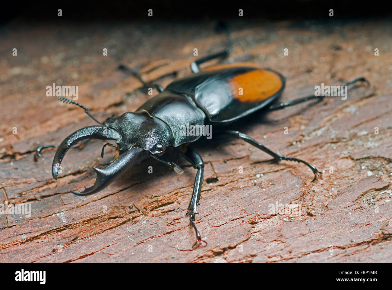 Stag Beetle (Hexathrius parryi), male Stock Photo