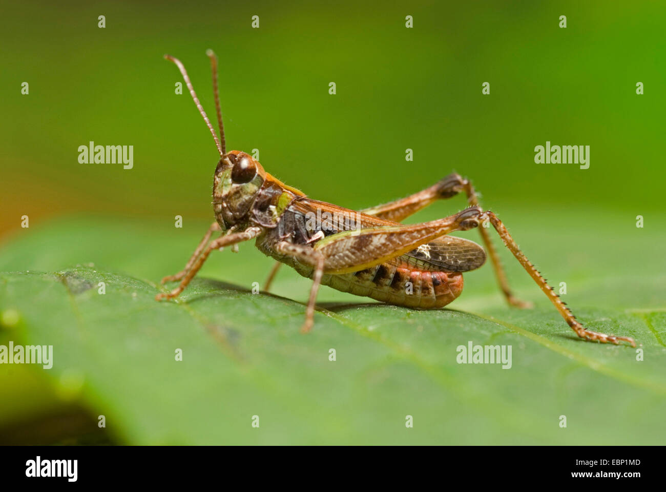 Mottled Leaf High Resolution Stock Photography and Images - Alamy