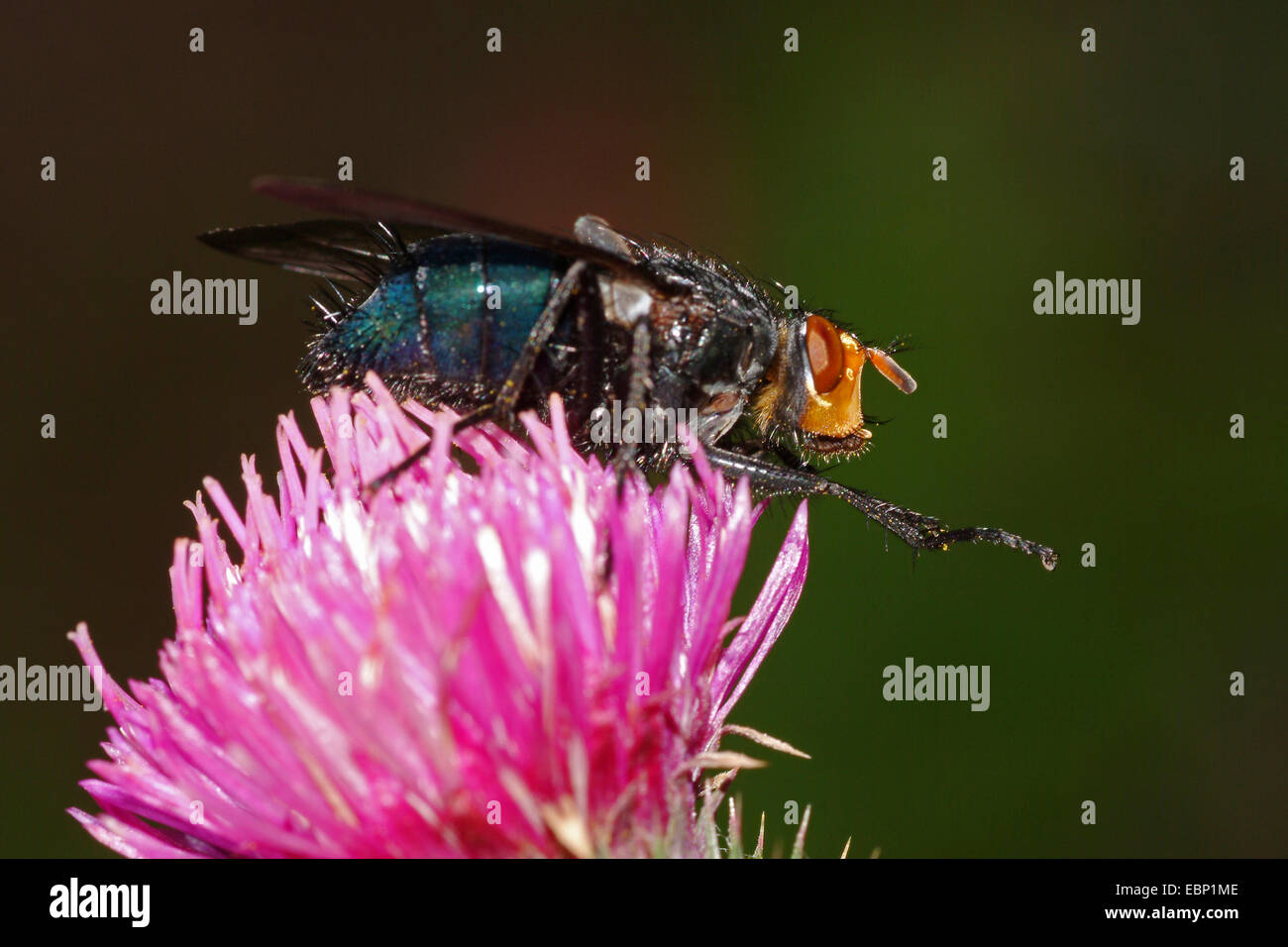 Fly of the dead, Bluebottle Blow Fly (Cynomyia mortuorum, Cynomya hirta), on lilac flower, Germany Stock Photo