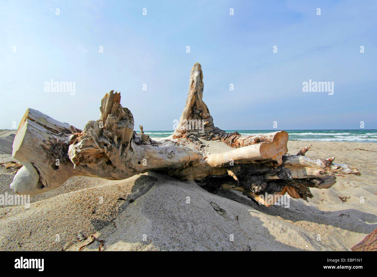 dead wood at the Baltic Sea beach, Germany, Mecklenburg-Western Pomerania, Western Pomerania Lagoon Area National Park, Ahrenshoop Stock Photo