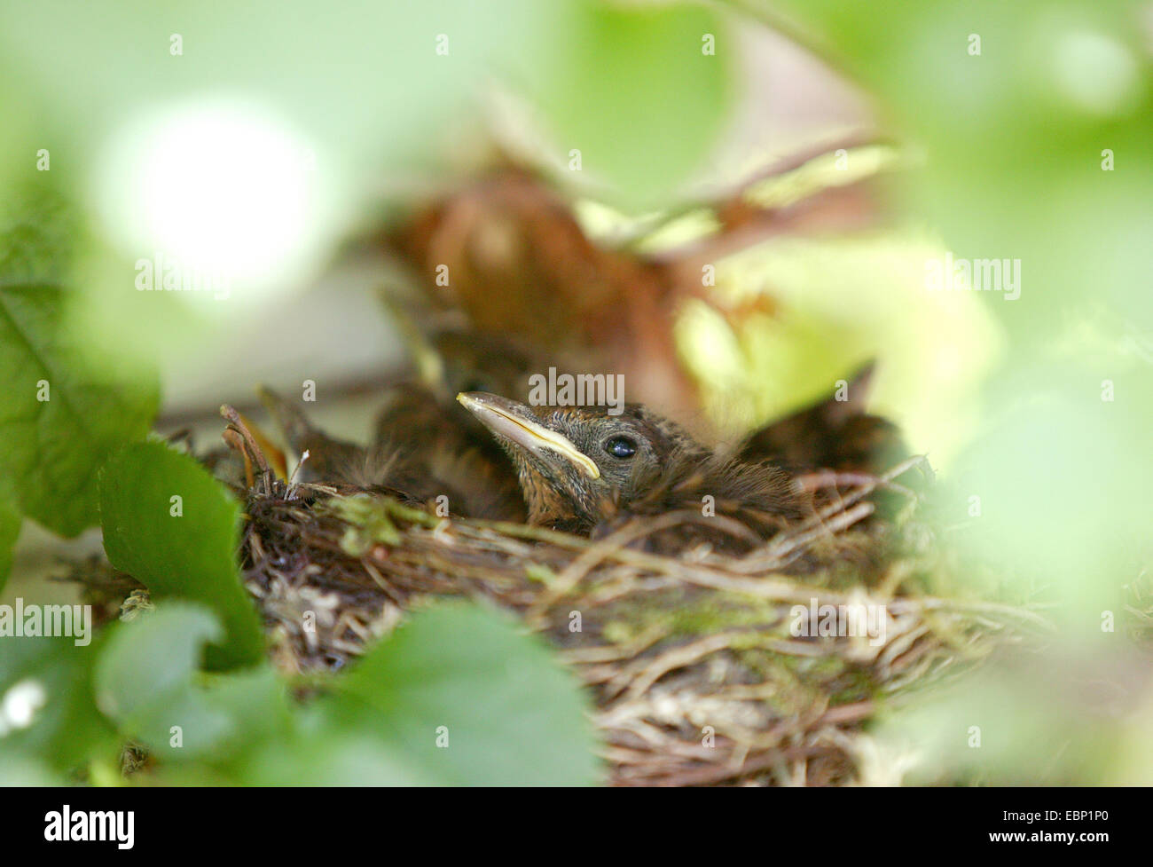 blackbird (Turdus merula), young blackbirds in nest Stock Photo