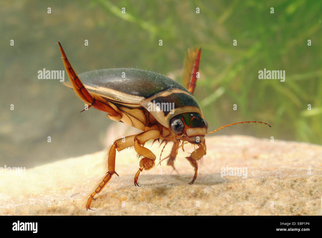 Beetle swimming hires stock photography and images Alamy