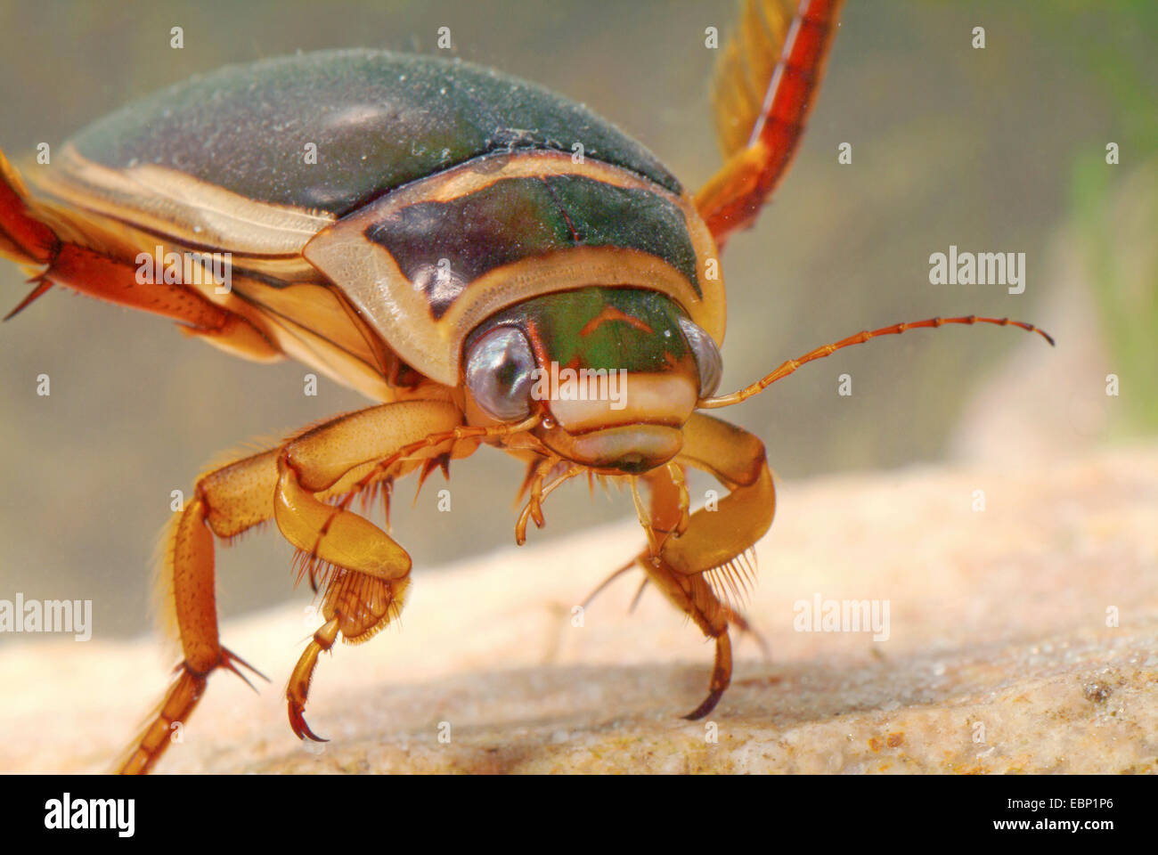 great diving beetle (Dytiscus marginalis), swimming, Germany Stock Photo Alamy