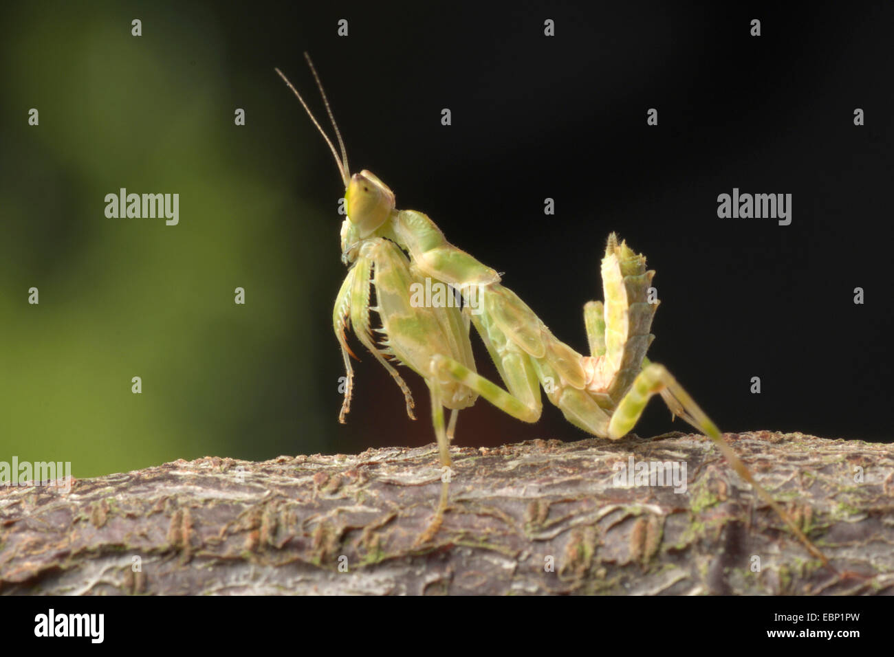 Jeweled Flower Mantis, Indian Flower Mantis (Creobroter gemmatus), on a branch Stock Photo