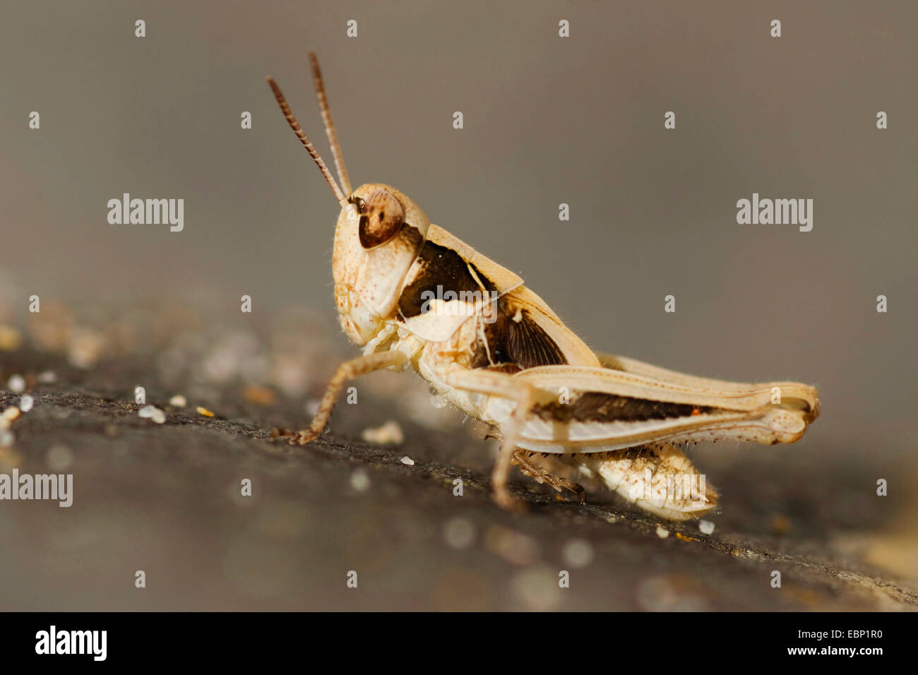 Grasshopper (Dociostaurus genei), on a stone, Portugal Stock Photo