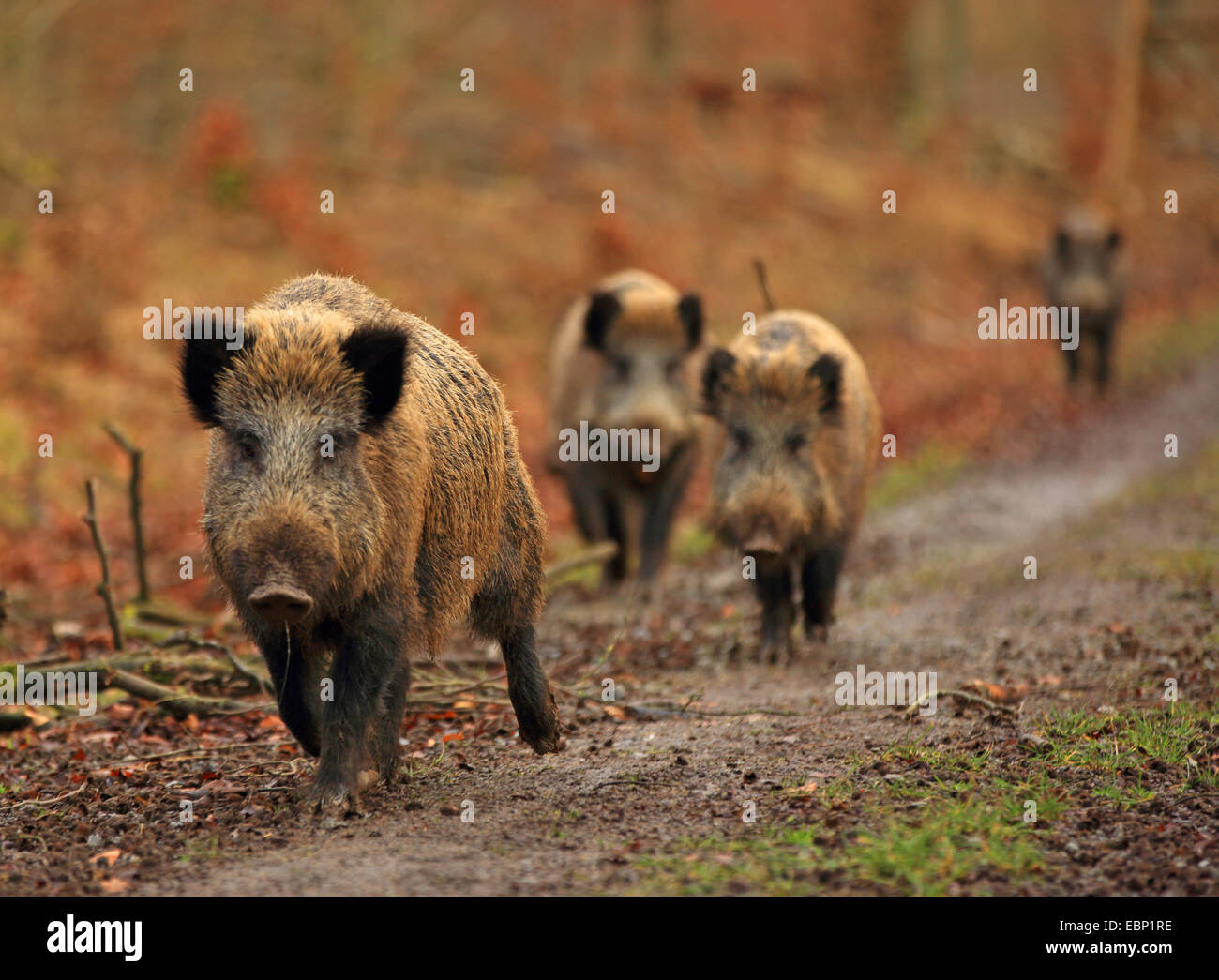wild boar, pig, wild boar (Sus scrofa), wild boar pack running on a forest path, Germany, Baden-Wuerttemberg Stock Photo