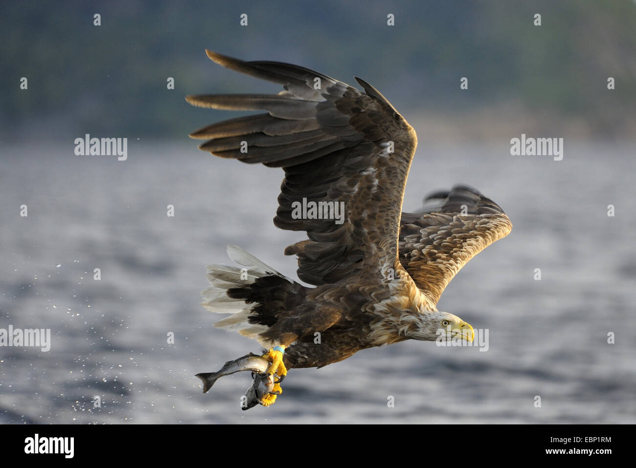 white-tailed sea eagle (Haliaeetus albicilla), flying with prey, Norway Stock Photo
