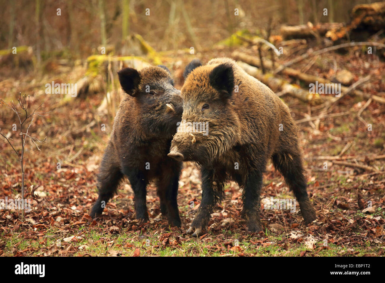 Pigs mating hires stock photography and images Alamy