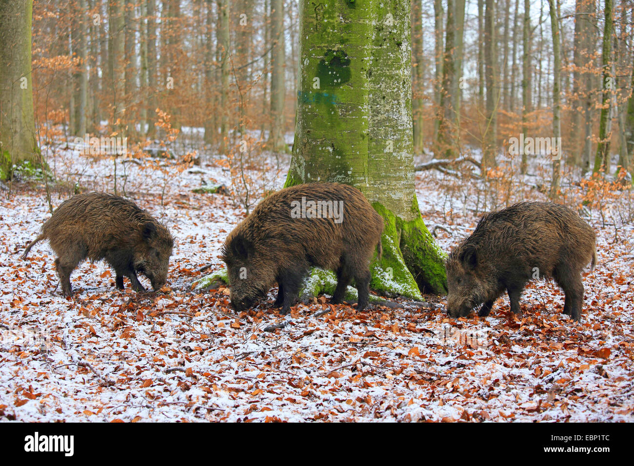 wild boar, pig, wild boar (Sus scrofa), three wild sows searching food in a winter forest, Germany, Baden-Wuerttemberg Stock Photo