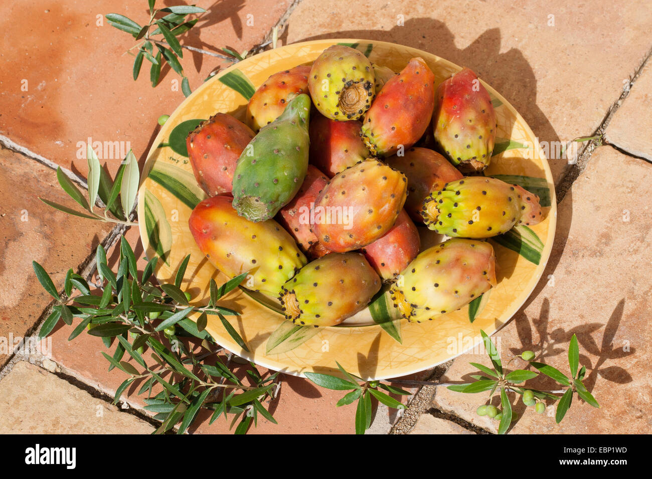 Indian fig, cactus pear (Opuntia ficusindica, Opuntia ficusbarbarica