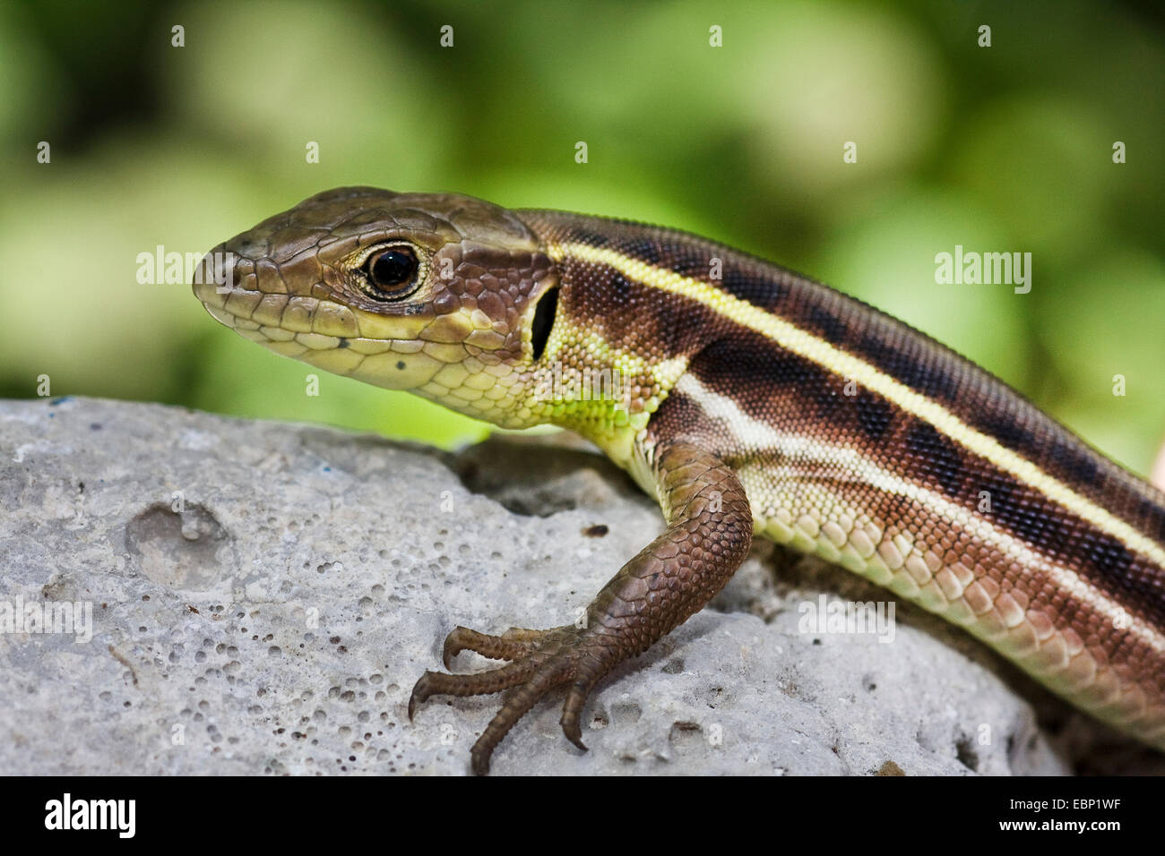 Aegean Emerald Lizard (Lacerta trilineata diplochondrodes, Lacerta diplochondrodes), juvenile young animal on a stone, Turkey, Anatolia, Lycia Stock Photo