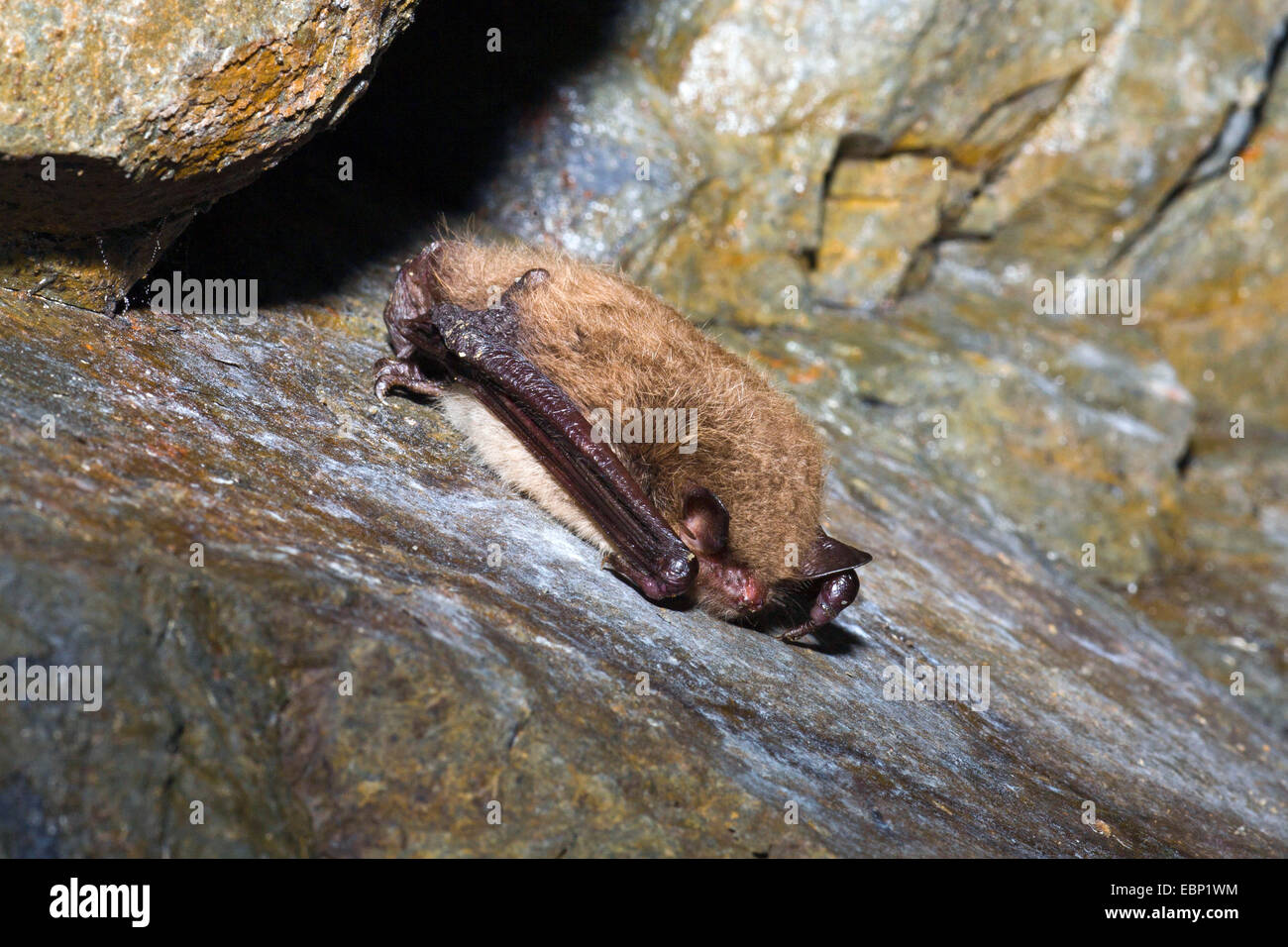 Daubenton's bat (Myotis daubentoni), hibernating at a rock wall