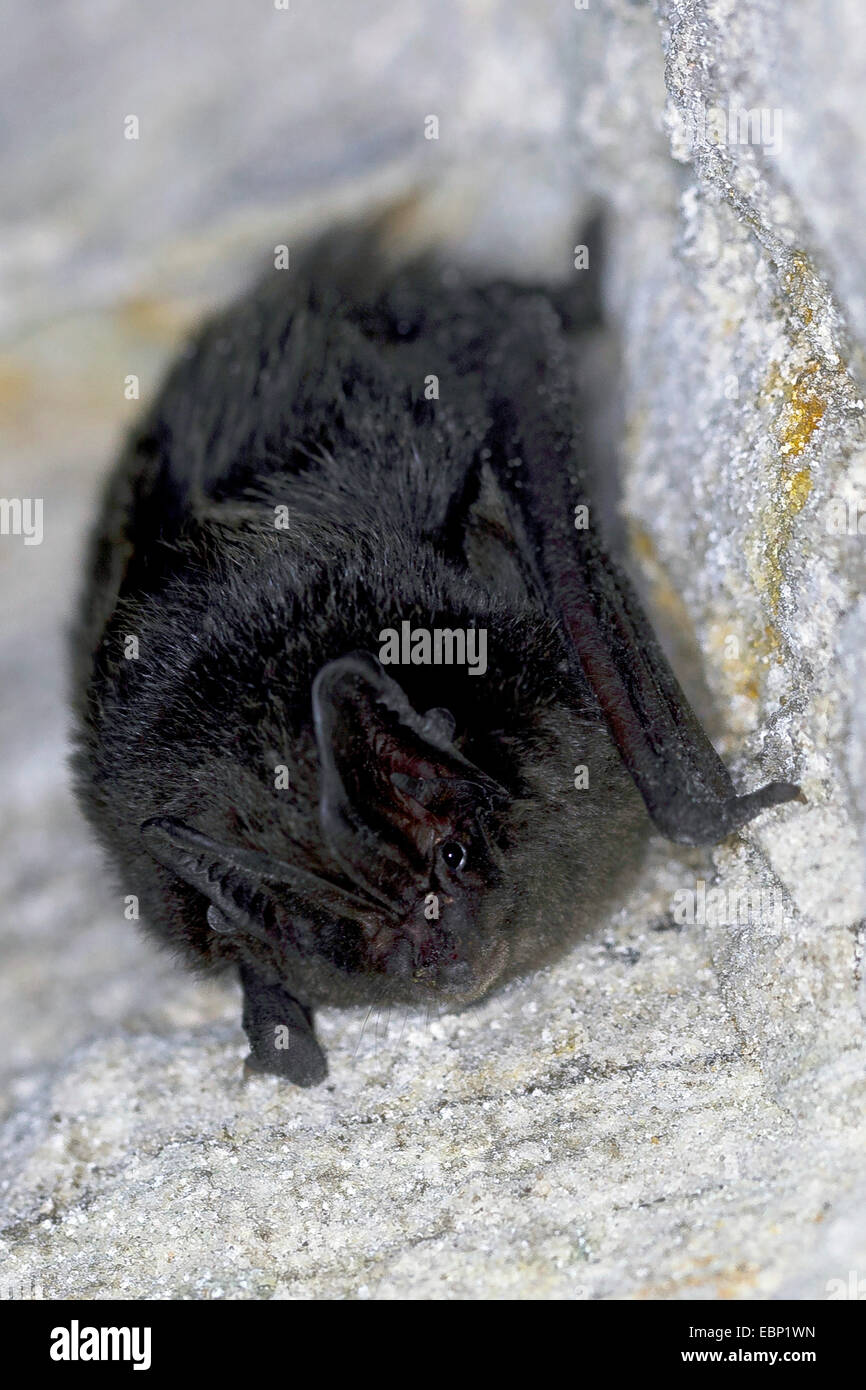 barbastelle (Barbastella barbastellus), closeup view, Germany