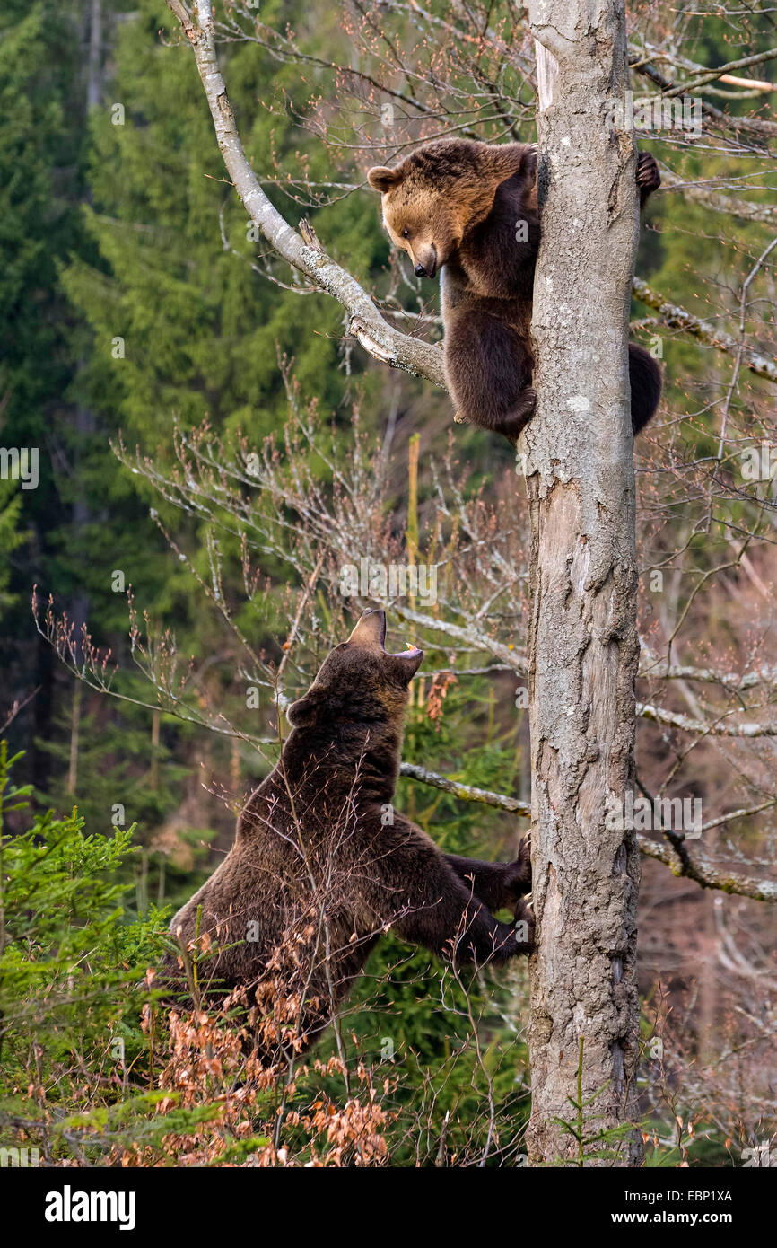 European brown bear (Ursus arctos arctos), sitting on a crotch, one another bear bawling at him, Germany, Bavaria, Bavarian Forest National Park Stock Photo
