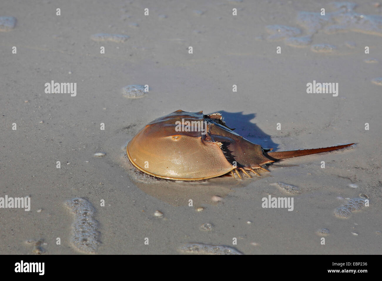 Atlantic horseshoe crabs (Limulus polyphemus), on the beach, USA, Florida, Fort de Soto Stock Photo