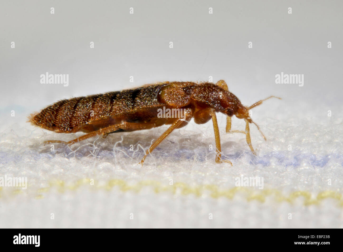 Bedbug, Common bedbug, Wall-louse (Cimex lectularius), in bed Stock Photo