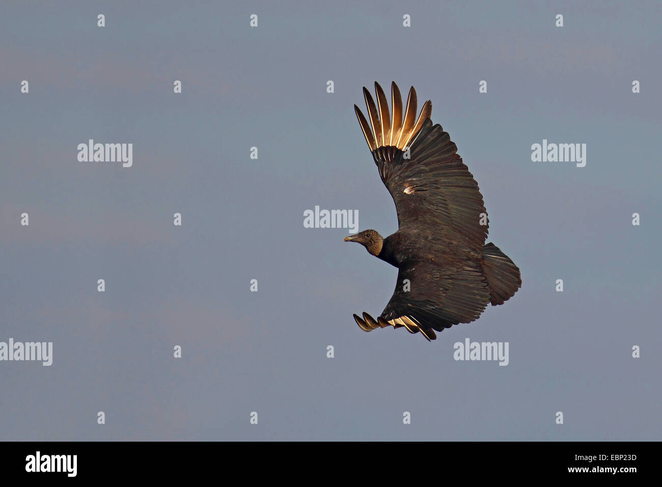 American black vulture (Coragyps atratus), in flight, USA, Florida, Myakka River State Park Stock Photo