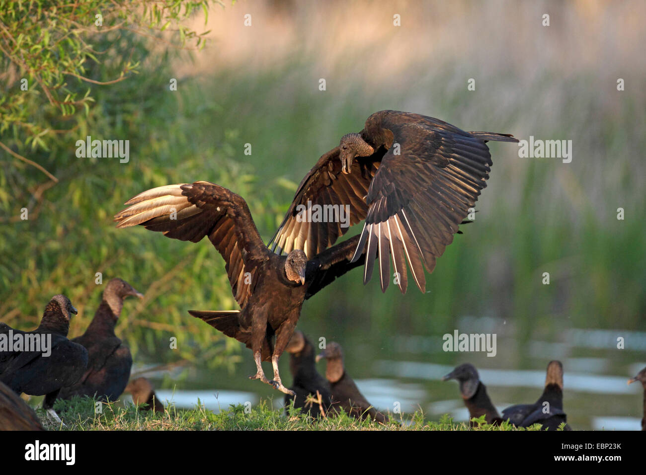 American black vulture (Coragyps atratus), landing, USA, Florida, Myakka River State Park Stock Photo