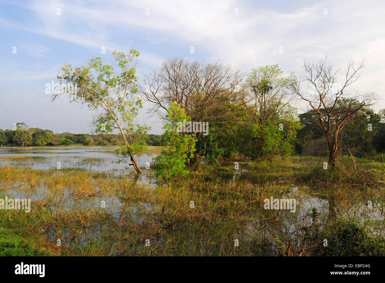 wetland, Sri Lanka, Wilpattu National Park Stock Photo