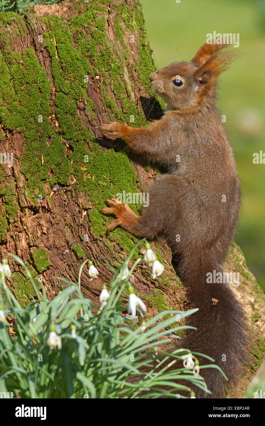 European red squirrel, Eurasian red squirrel (Sciurus vulgaris), climbing on a tree in spring, with Snowdrop in front, Germany, North Rhine-Westphalia Stock Photo
