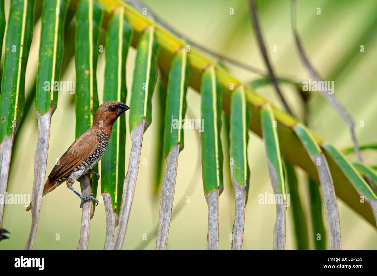 nutmeg mannikin (Lonchura punctulata), sitting on a palm leaf, Sri