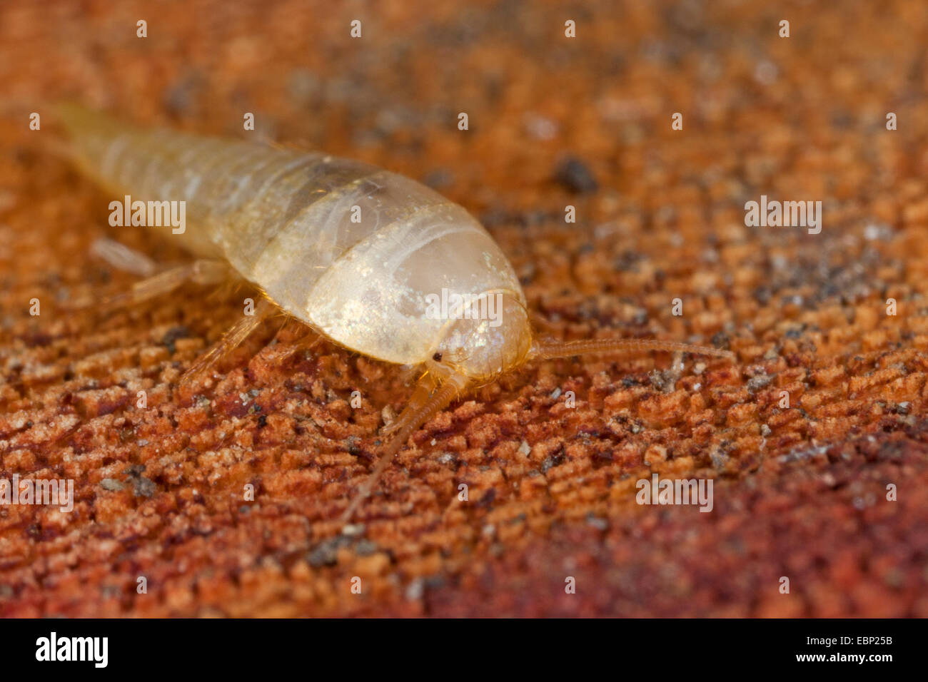 Silverfish, fishmoth (Tricholepisma cf. aurea, Lepisma cf. aurea), close up view, Germany Stock Photo