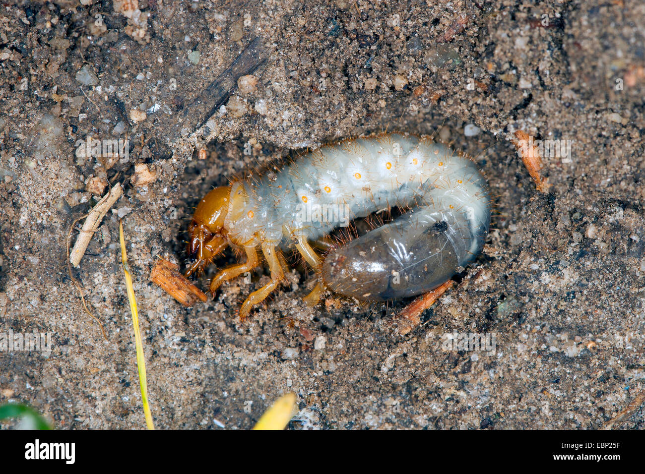 Scarab beetle, Lamellicorn beetle, Ddung beetle, Chafer (Scarabaeidae), grub , feeding on underground plant roots, Germany Stock Photo