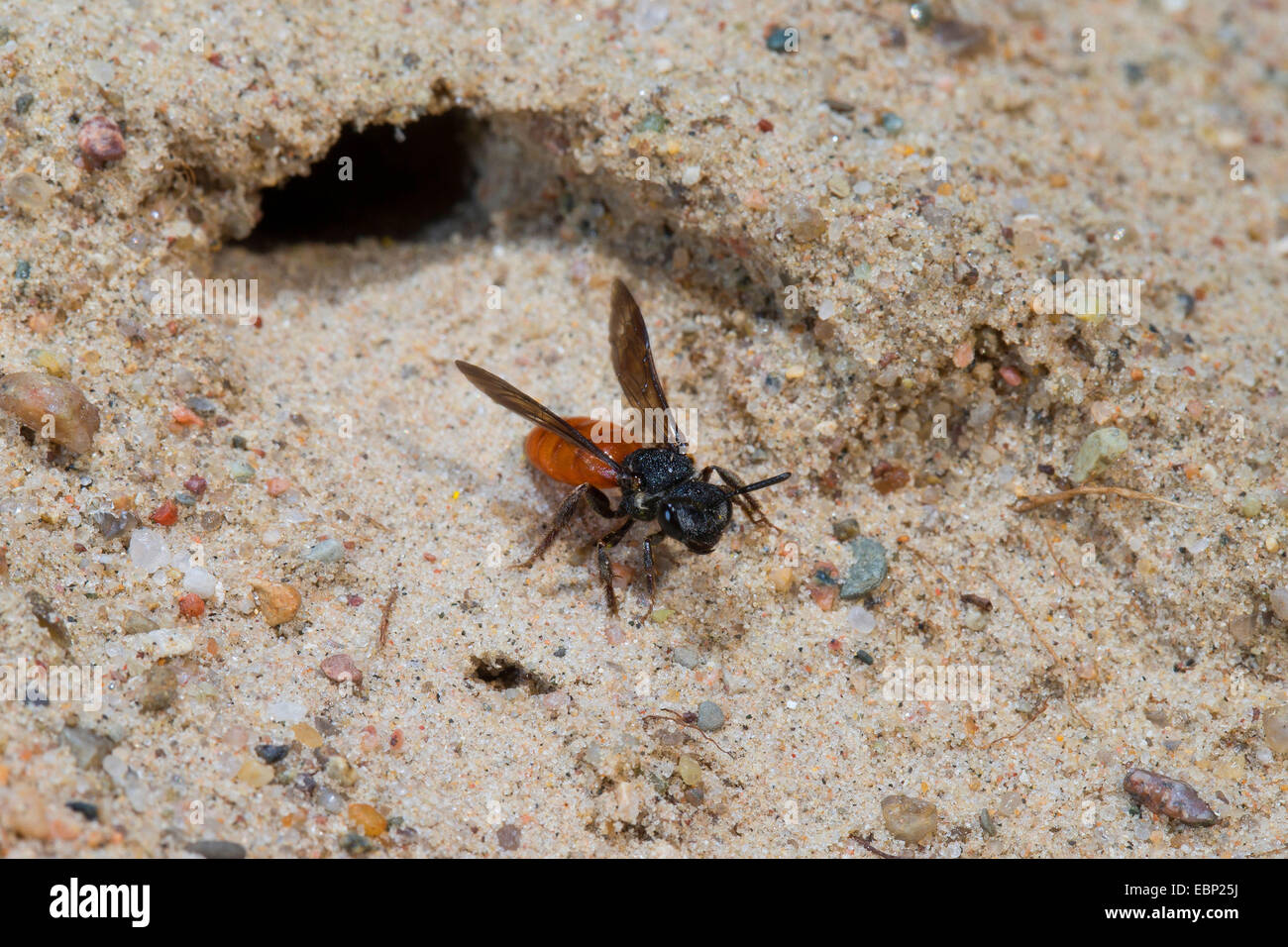 Sweat bee, Halictid Bee (Sphecodes albilabris, Sphecodes fuscipennis), taking off from its burrow, Germany Stock Photo