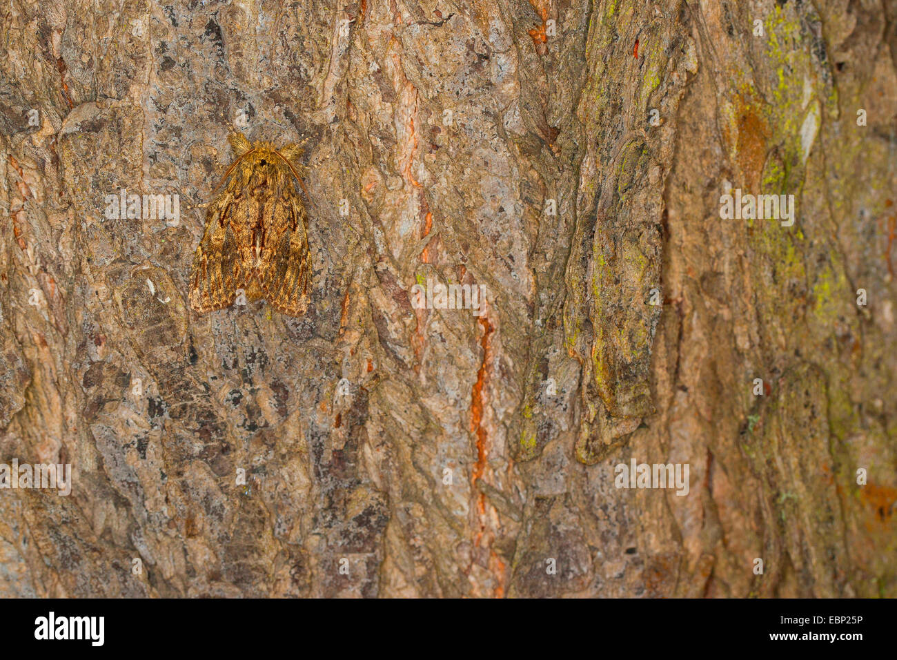 Great prominent (Peridea anceps, Notodonta anceps, Peridea trepida, Notodonta trepida), well camouflaged on bark, Germany Stock Photo