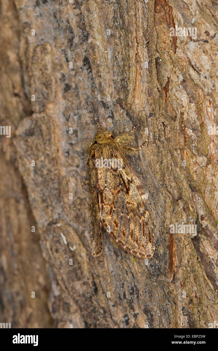 Great prominent (Peridea anceps, Notodonta anceps, Peridea trepida, Notodonta trepida), well camouflaged on bark, Germany Stock Photo