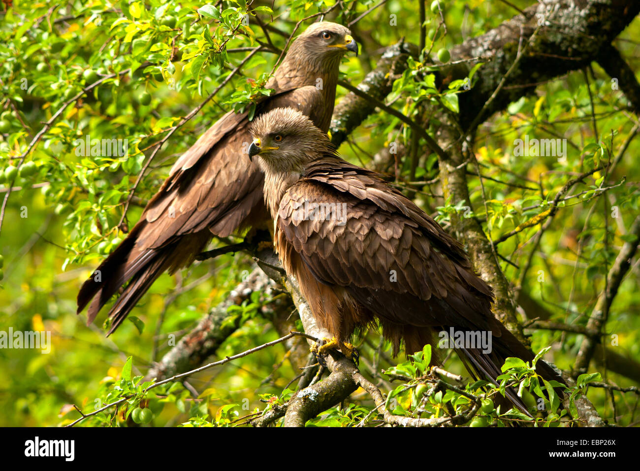 black kite, yellow-billed kite (Milvus migrans), two black kites sitting on a branch, Switzerland, Sankt Gallen Stock Photo