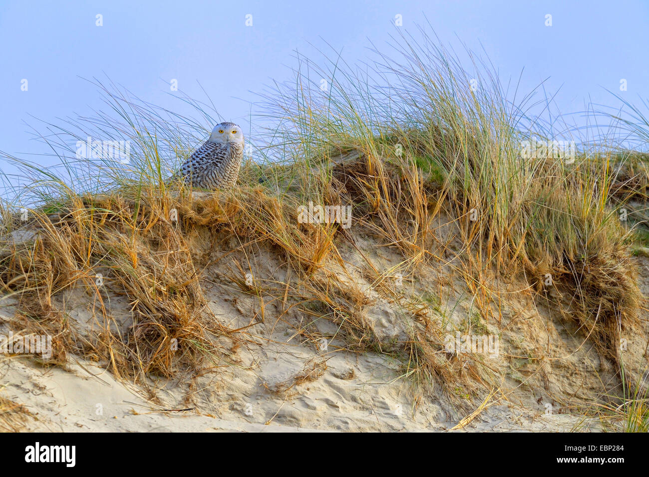Snowy Owl (Strix scandiaca, Nyctea scandiaca, Bubo scandiacus), female resting in dune grass, Netherlands Stock Photo