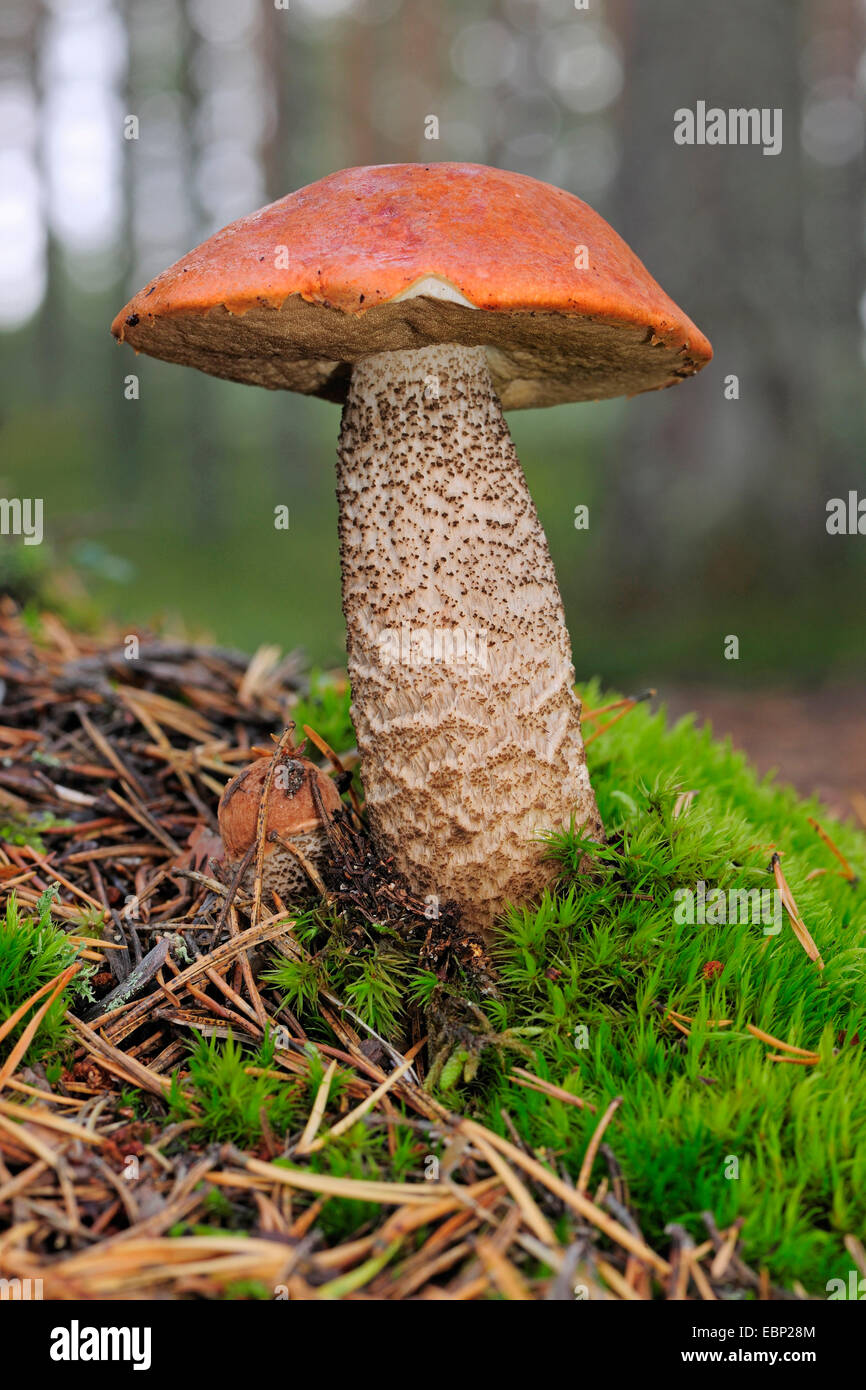 orange-birch-boletes-hi-res-stock-photography-and-images-alamy