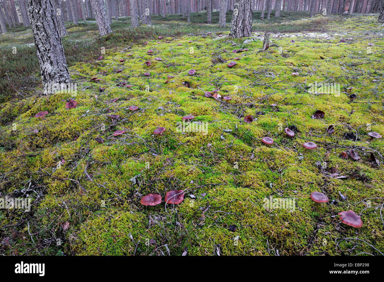 funnel (Clitocybe inversa), many funnels on mossy forest floor with heath and pines, Finland Stock Photo