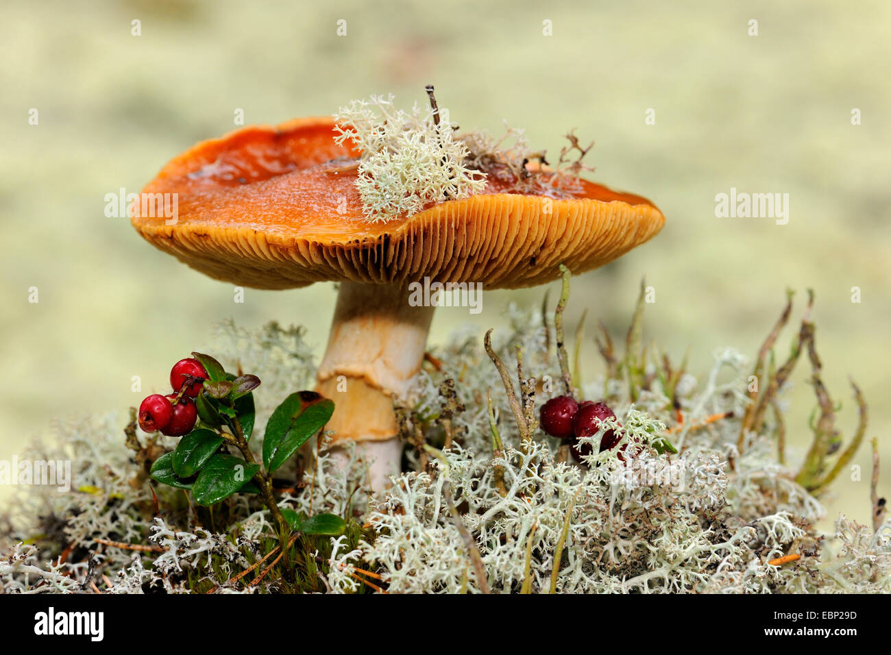 stinking brittlegill (Russula foetens), on forest floor in a spruce forest with  reindeer lichen, Finland Stock Photo