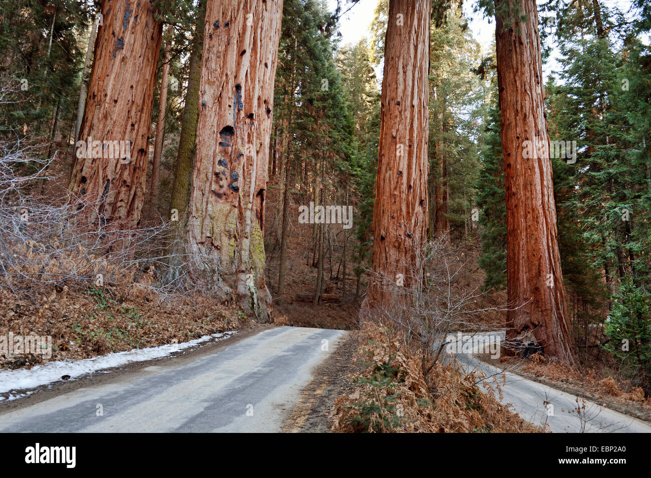 giant sequoia, giant redwood (Sequoiadendron giganteum), forest paths at the Sequoia National Park, USA, California, Sequoia National Park Stock Photo