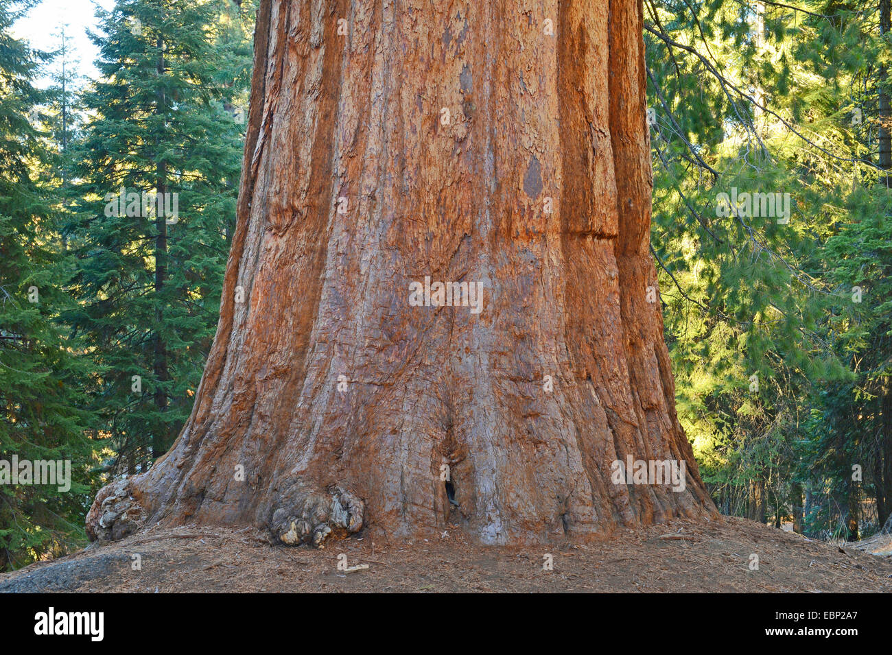 giant sequoia, giant redwood (Sequoiadendron giganteum), base of a