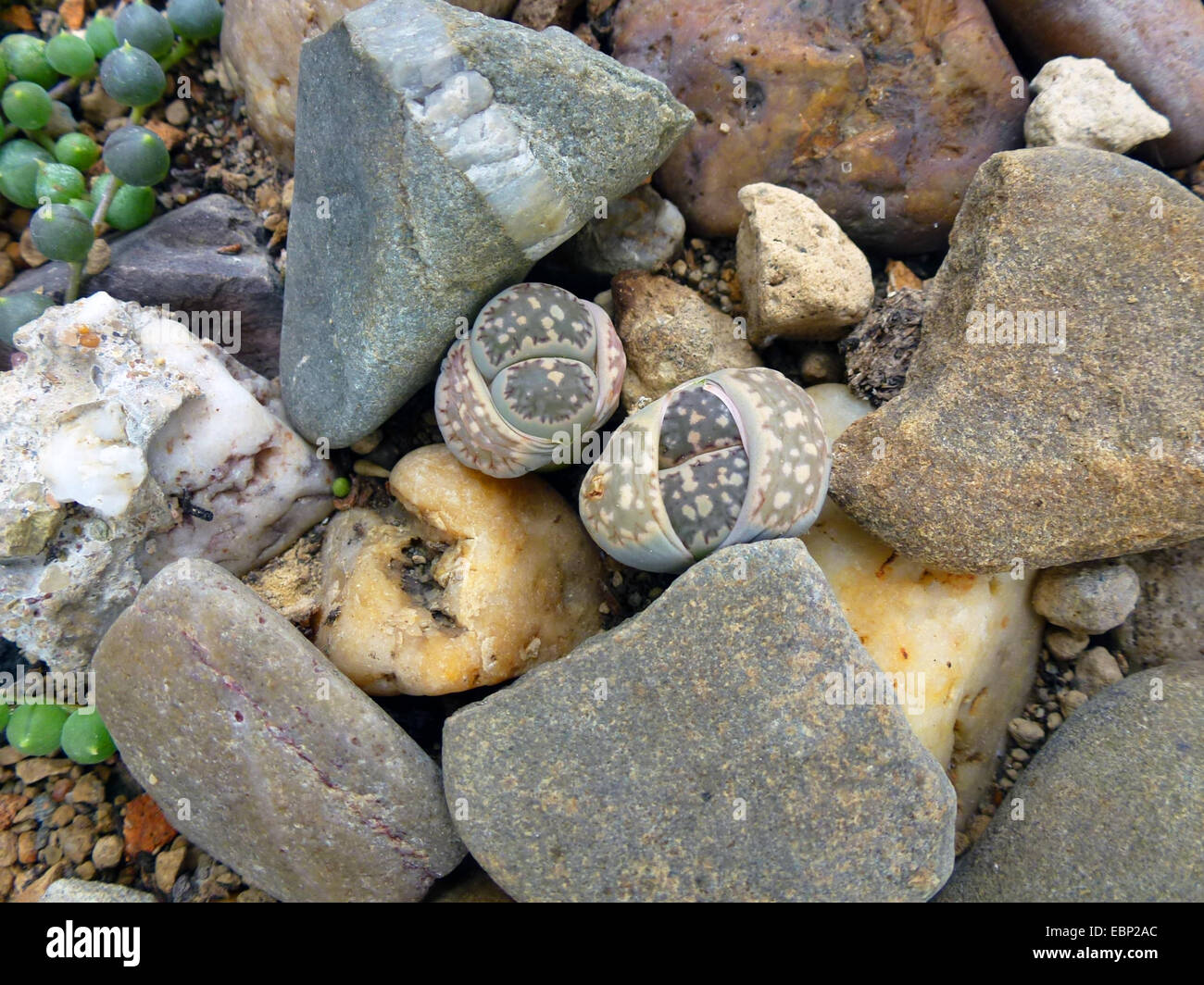 stone plant (Lithops spec.), living stones among real stones Stock Photo