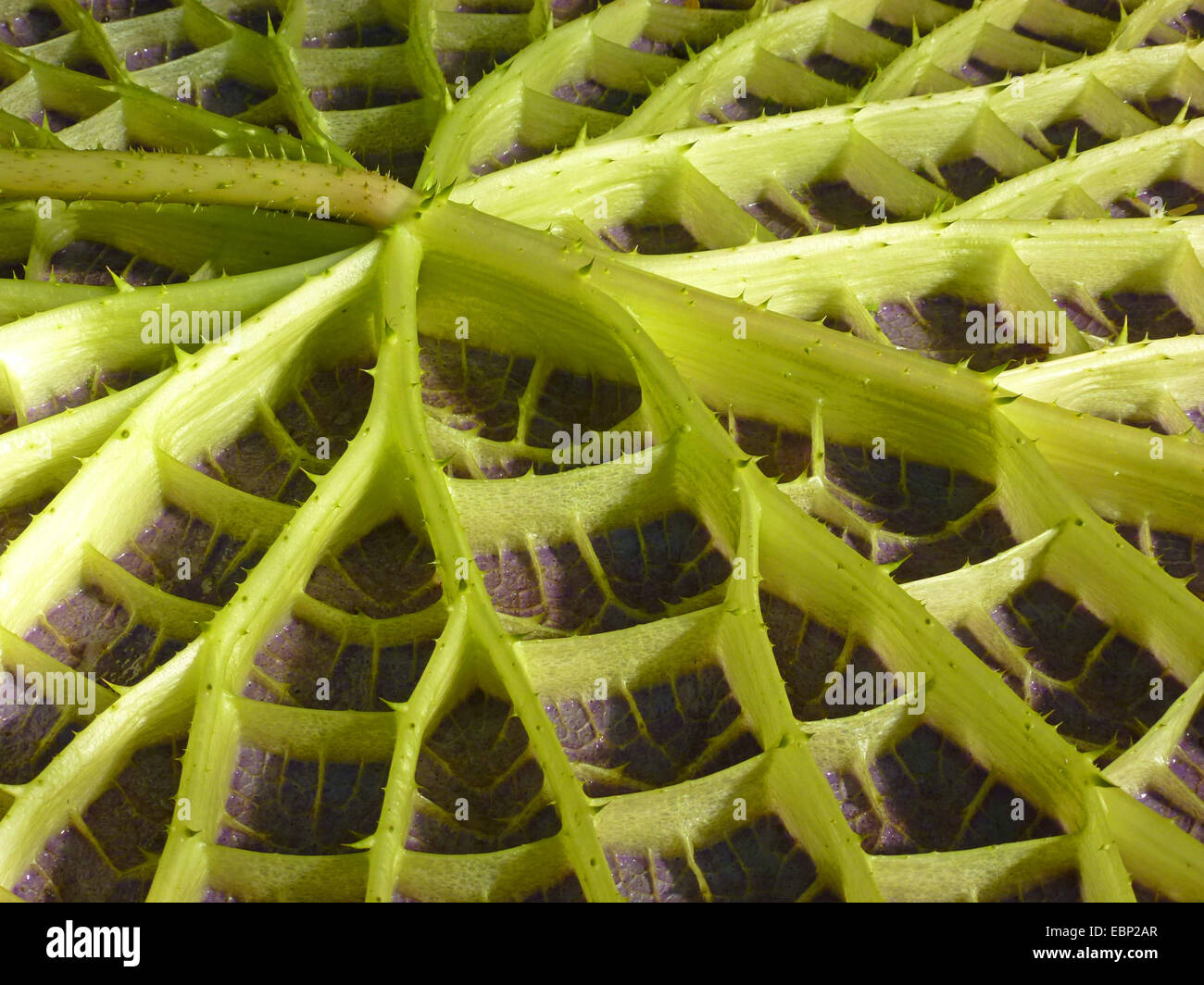 Santa Cruz Water Lily (Victoria cruziana), underside of a swimming leaf