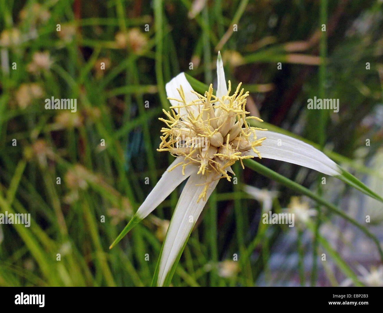 White Star Sedge, White-topped Sedge, Starrush Whitetop (Rhynchospora colorata, Schoenus colorata), inflorescence Stock Photo