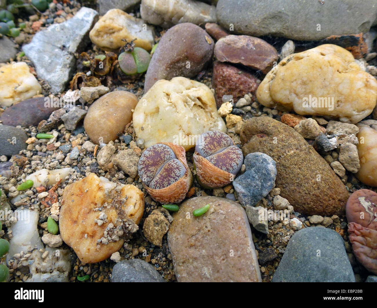 stone plant (Lithops spec.), living stones among real stones Stock Photo