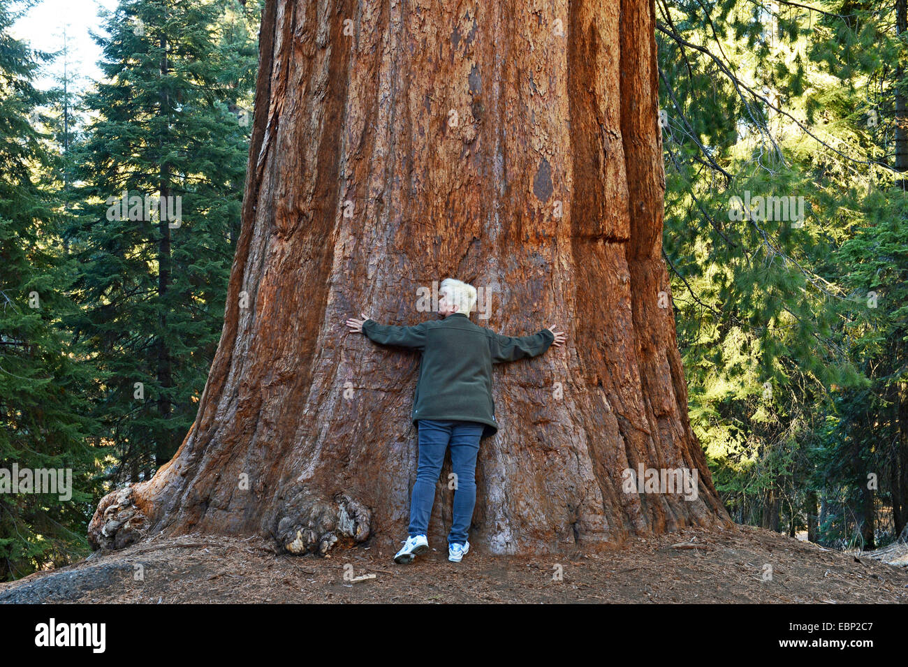 giant sequoia, giant redwood (Sequoiadendron giganteum), woman spanning the trunk of a giant sequoia, proportion, USA, California, Sequoia National Park Stock Photo