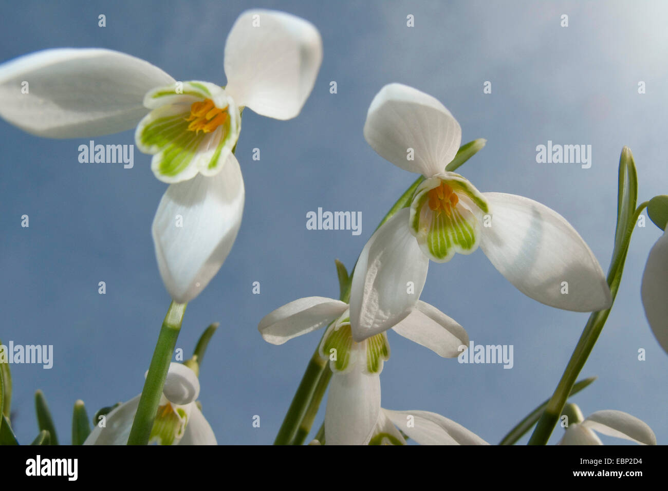 common snowdrop (Galanthus nivalis), flowers from below, Germany, Rhineland-Palatinate Stock Photo
