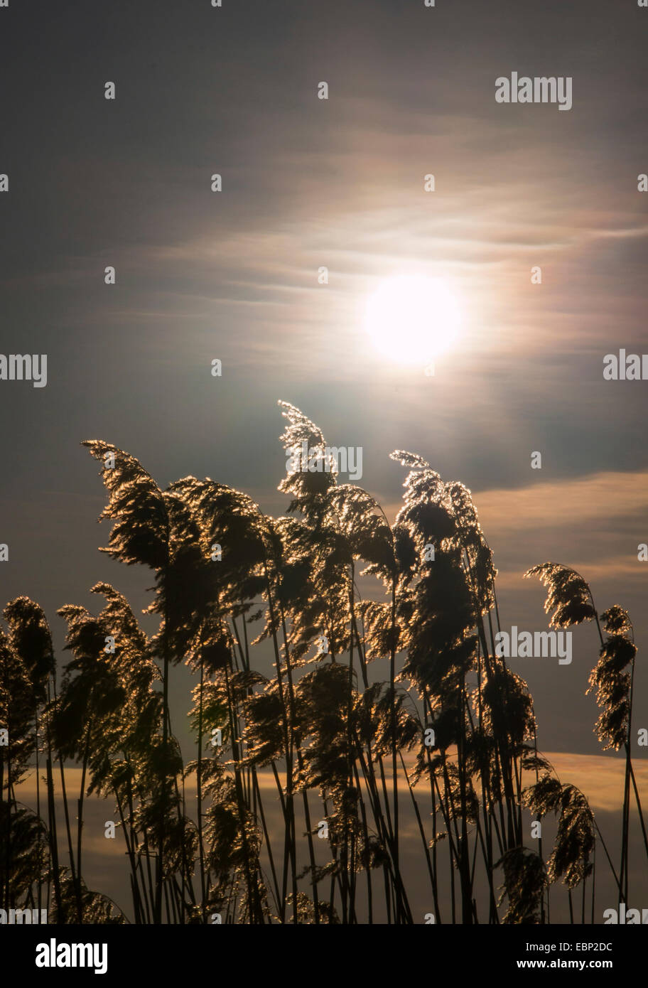 reed grass, common reed (Phragmites communis, Phragmites australis), winter sun over reed, Germany, Hamburg Stock Photo