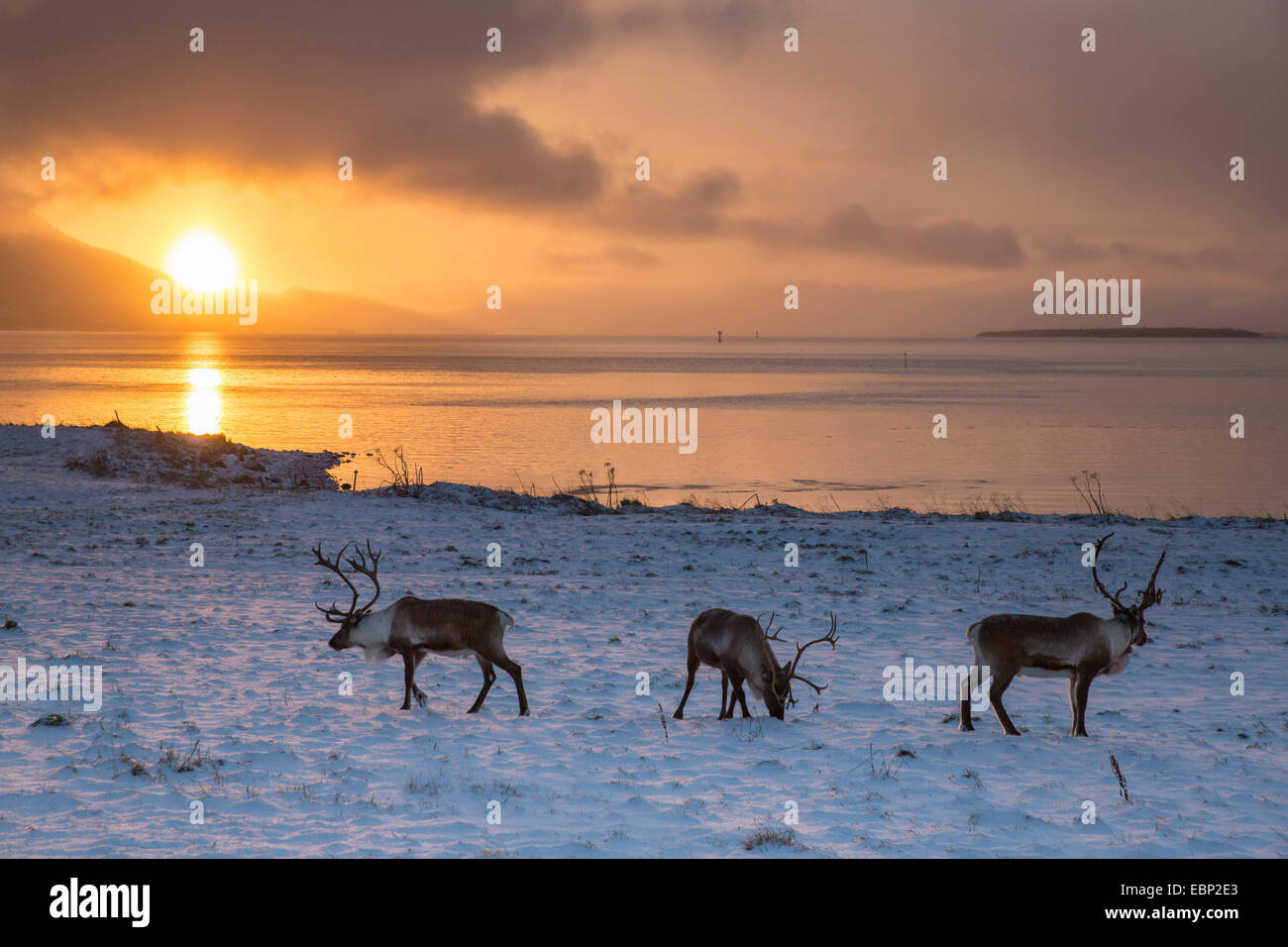 European reindeer, European caribou (Rangifer tarandus tarandus), reindeers in the morning light, Norway, Troms, Sandnessund Stock Photo